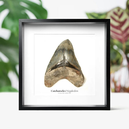 5-6" inch XL Megalodon Tooth