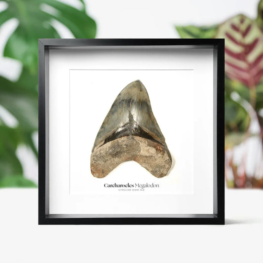 XL Megalodon Tooth