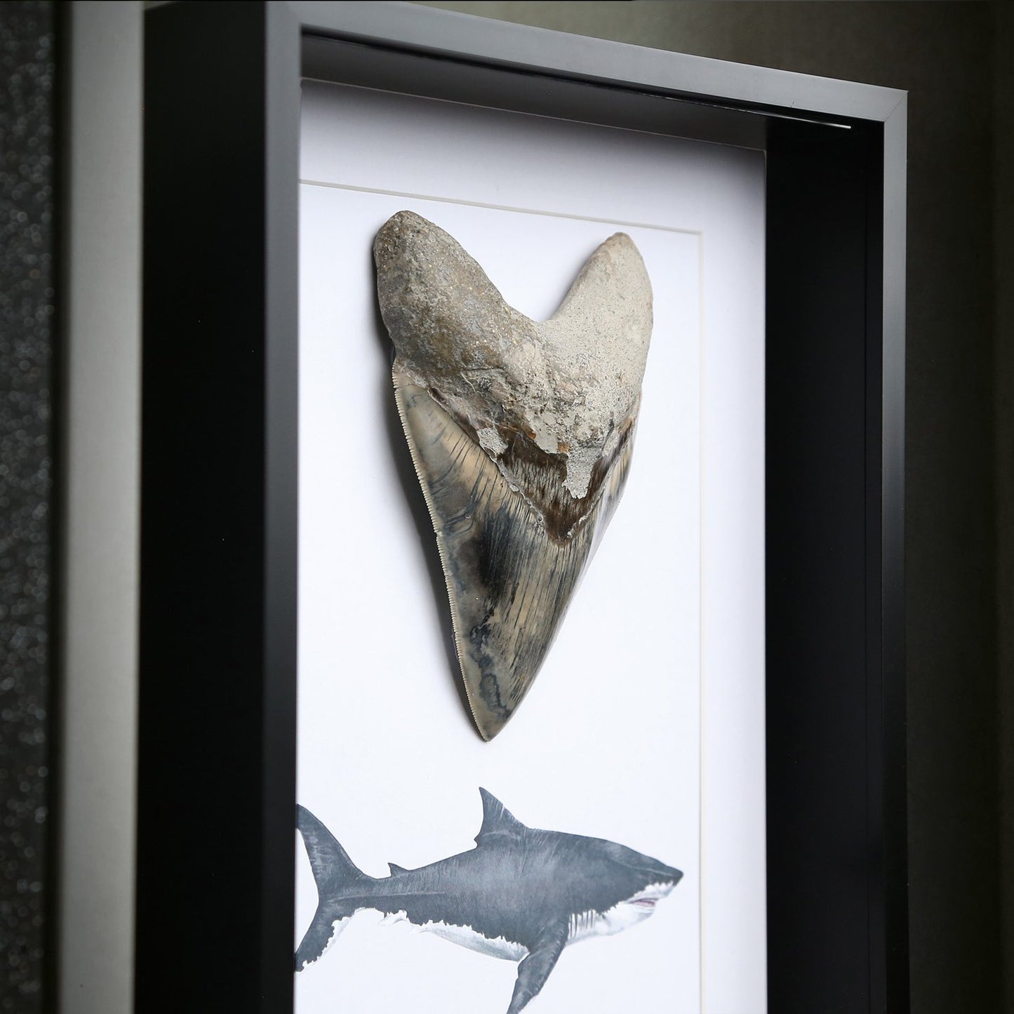 Large Megalodon Tooth