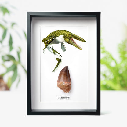 Mosasaur Tooth