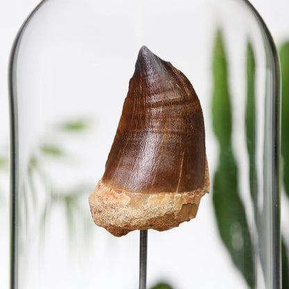 45-60mm Mosasaurus Tooth