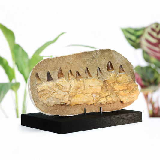 Mosasaur Jaw