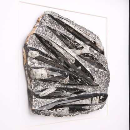 Orthocera Black Marble