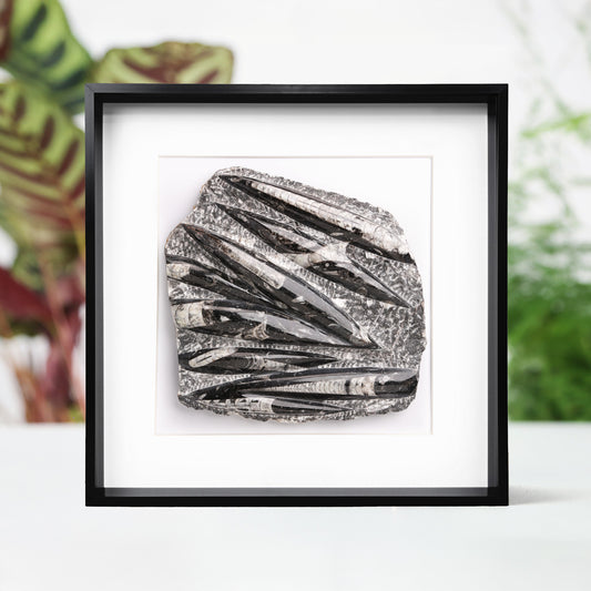 Orthocera Black Marble