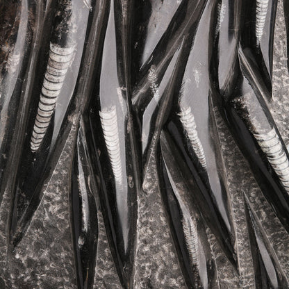 XL Orthocera