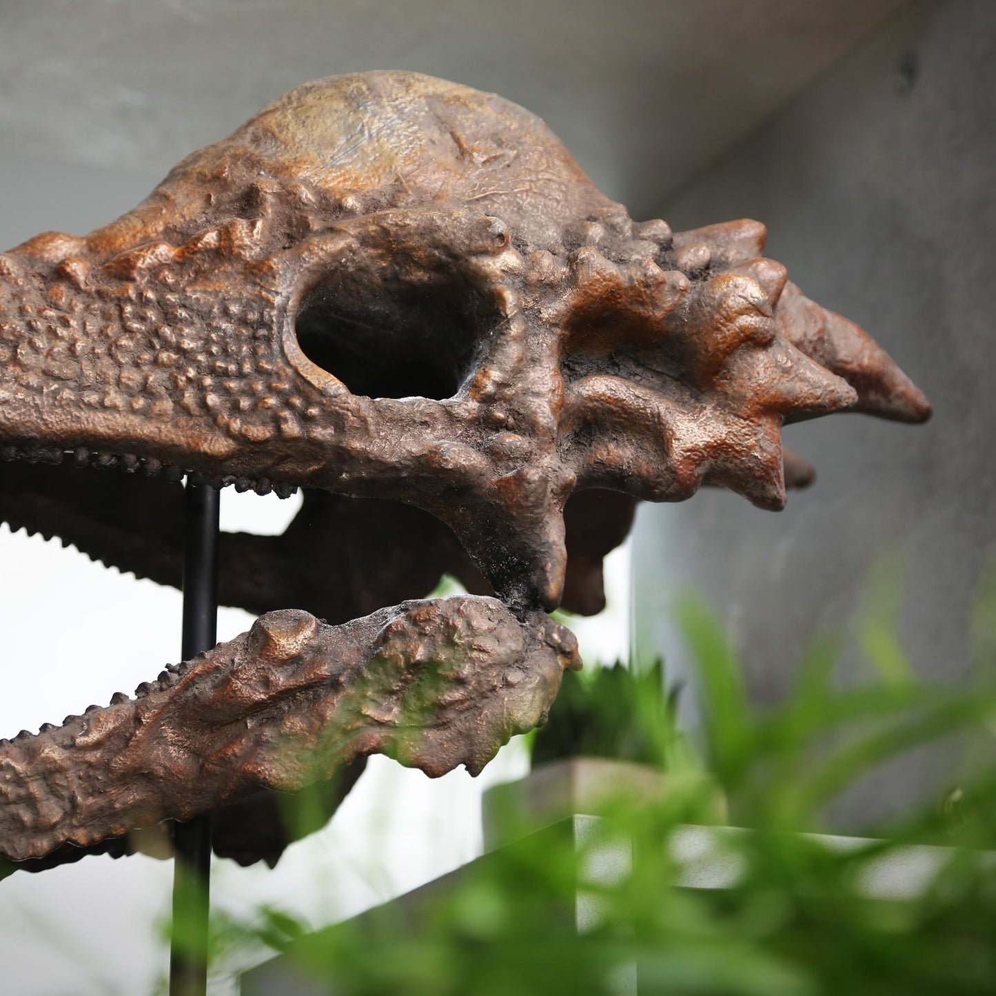 Pachycephalosaurus