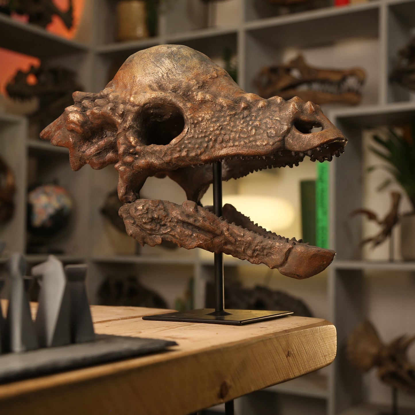 Pachycephalosaurus