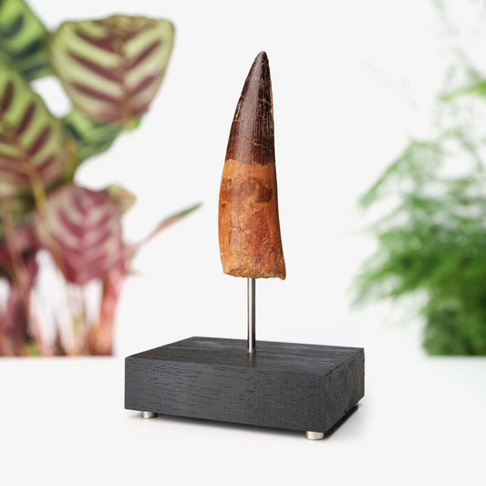 Spinosaurus Tooth
