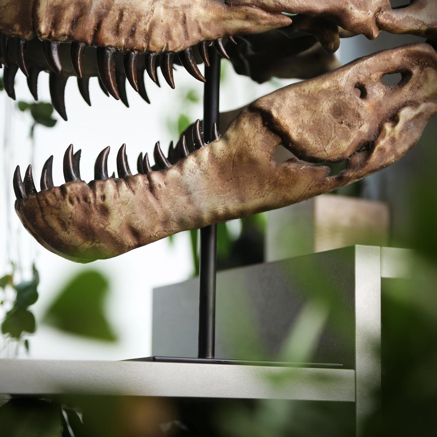Tyrannosaurus Rex