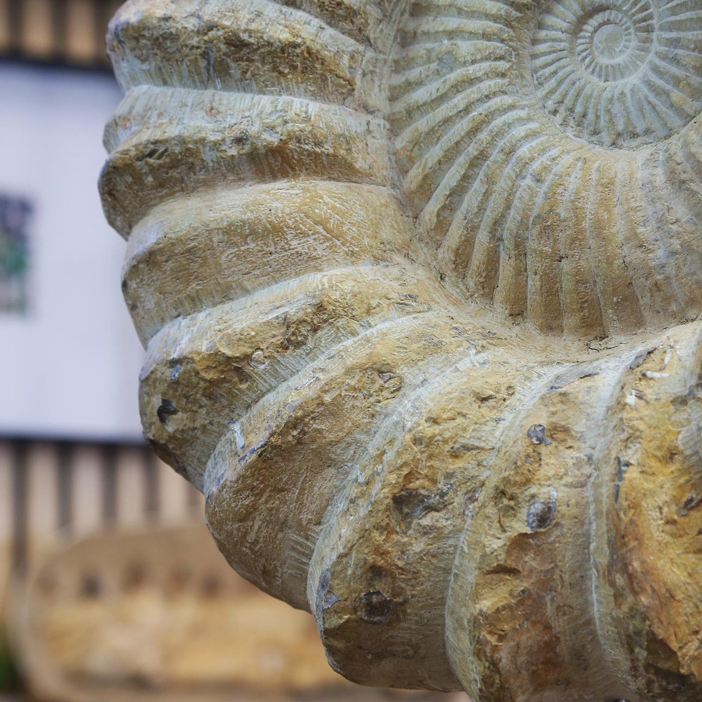 XXL Mantelliceras Ammonite
