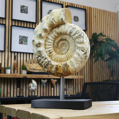 Perisphinctes Ammonite