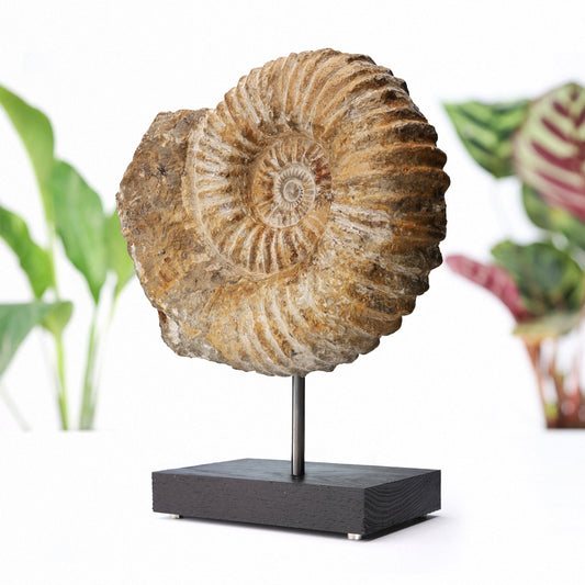 XL Mantelliceras Ammonite