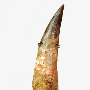 Spinosaurus Tooth