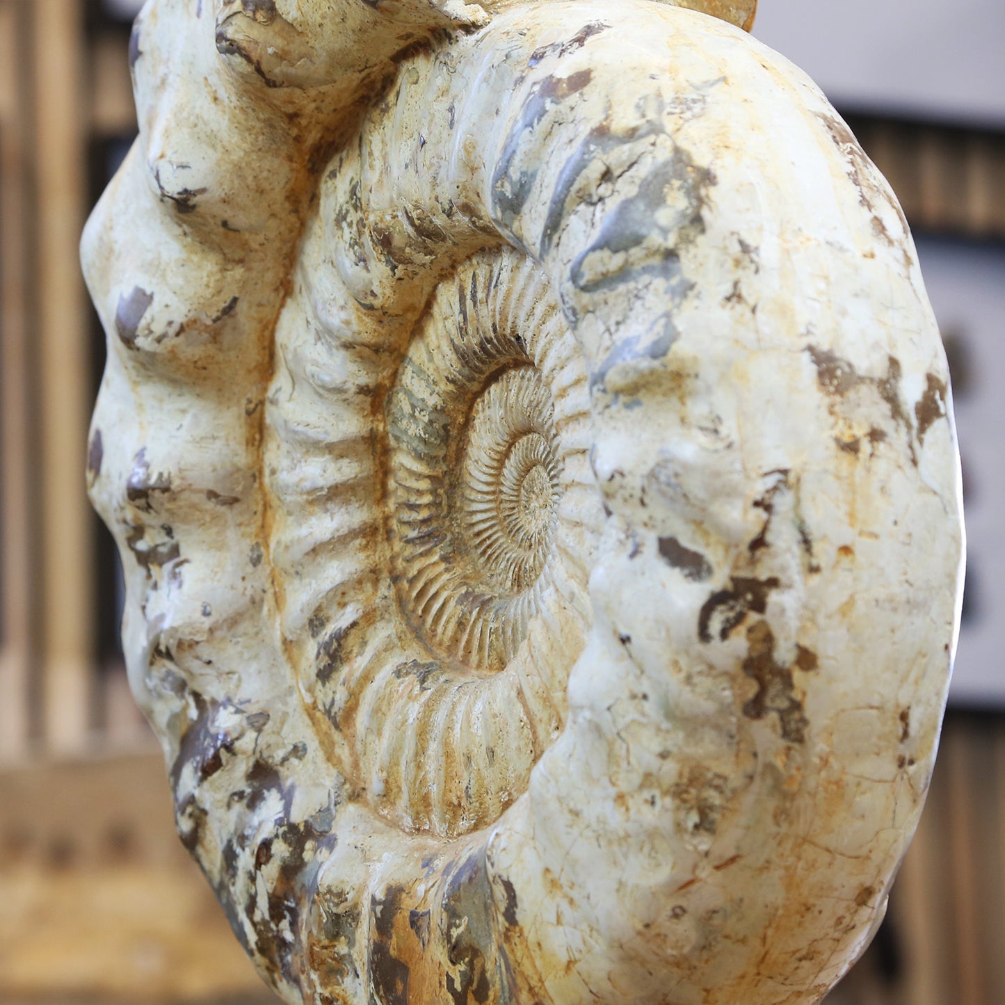Perisphinctes Ammonite