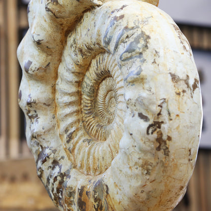 Perisphinctes Ammonite