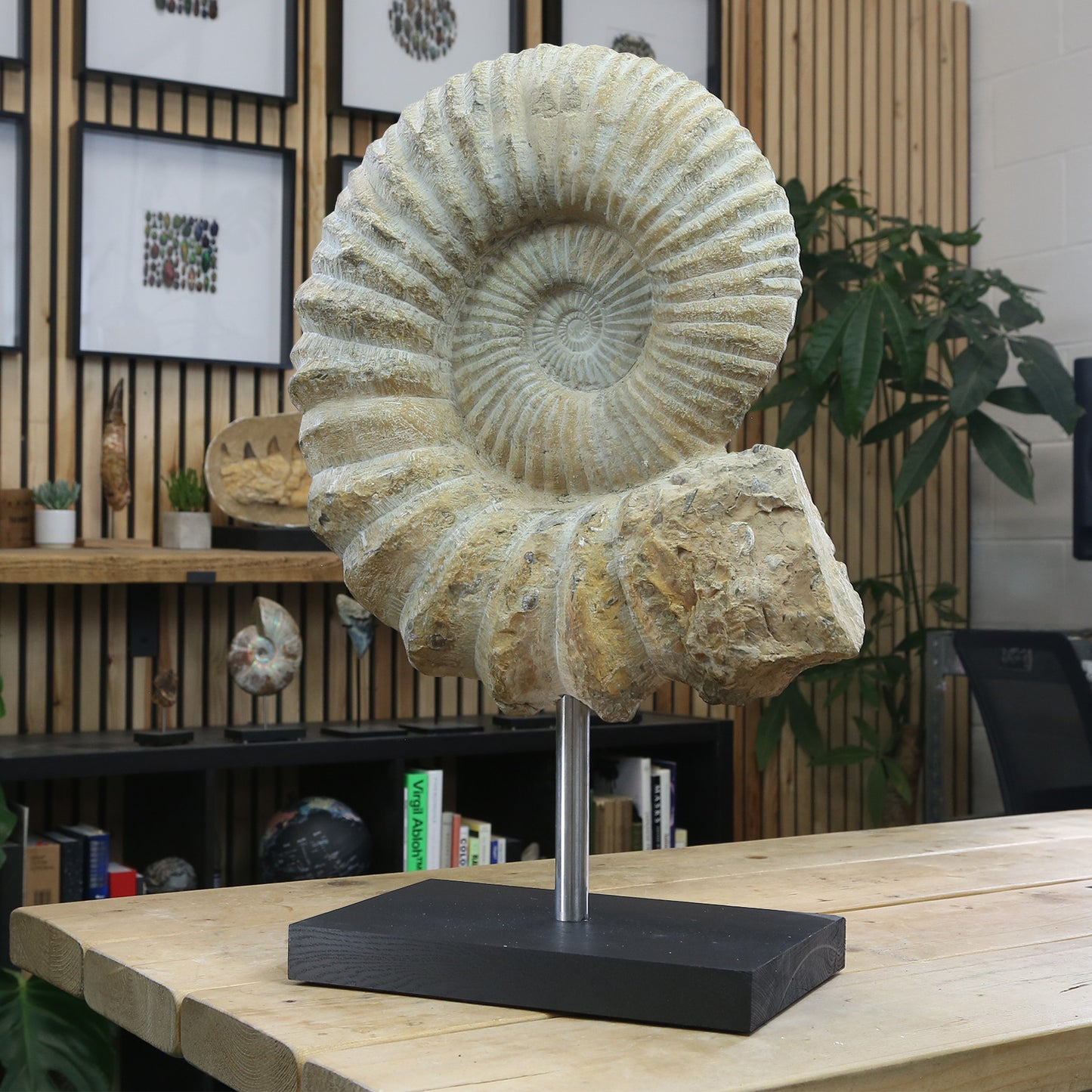 XXL Mantelliceras Ammonite